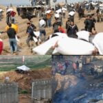 In Gaza, Over 29,000 Palestinians reportedly killed in Israel-Hamas war