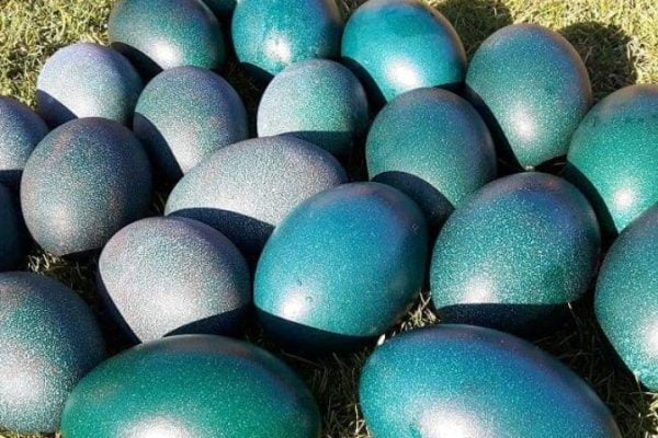 Emu eggs