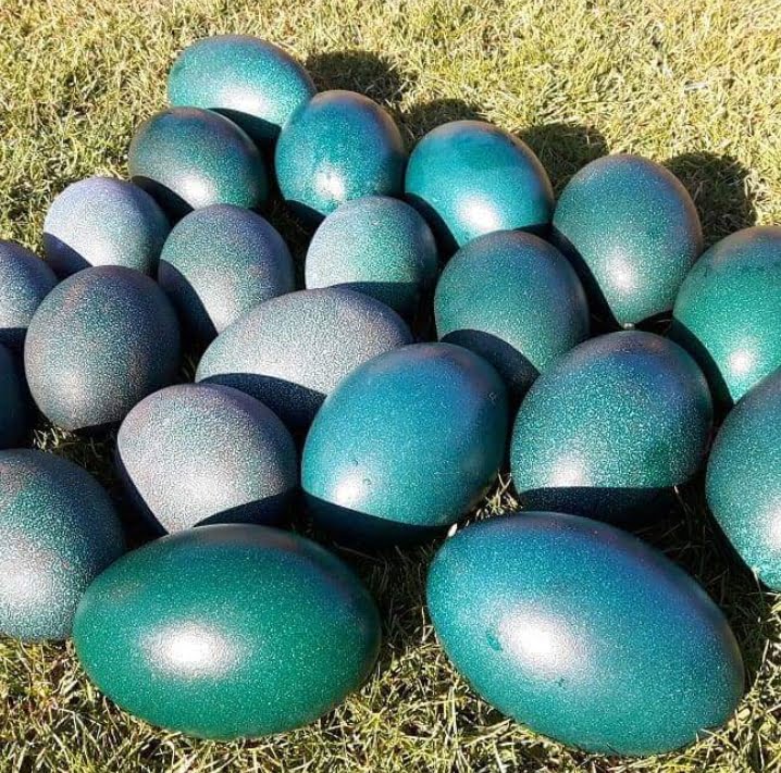 Emu eggs