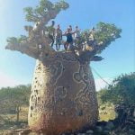 Africa, Madagascar, and Australia are home to the nine species of deciduous trees that make up the baobab genus.