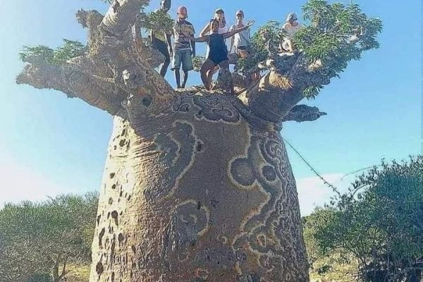 Africa, Madagascar, and Australia are home to the nine species of deciduous trees that make up the baobab genus.