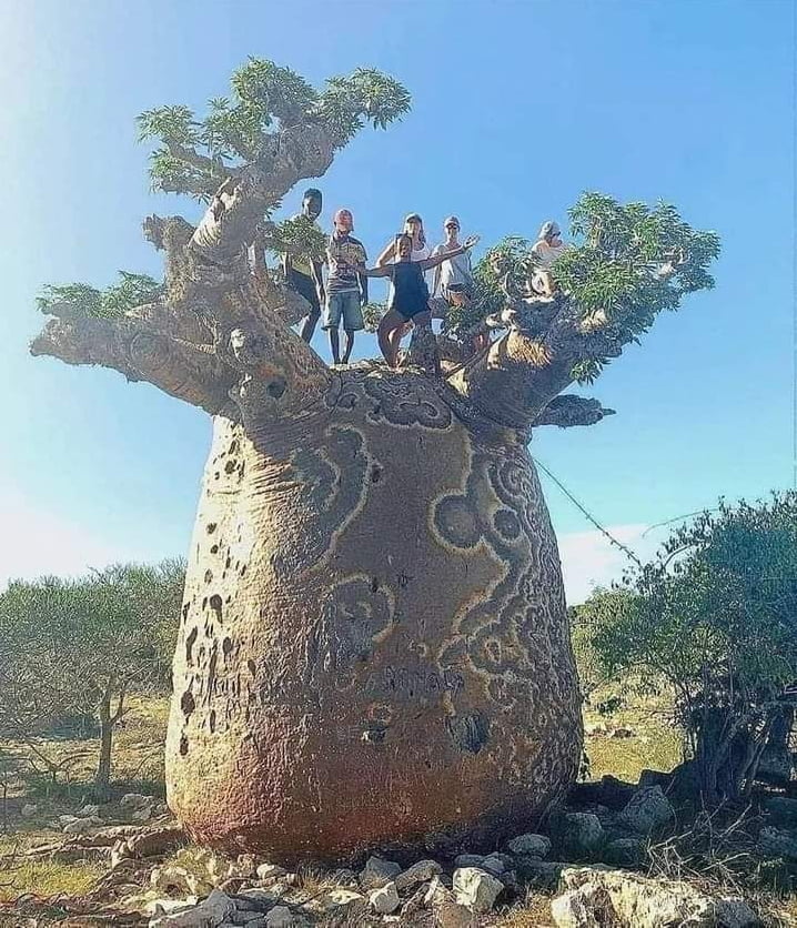 Africa, Madagascar, and Australia are home to the nine species of deciduous trees that make up the baobab genus.