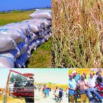 Nasarawa Assembly visits Jangwa Rice Farm, commends State Government's agricultural efforts as harvest begins