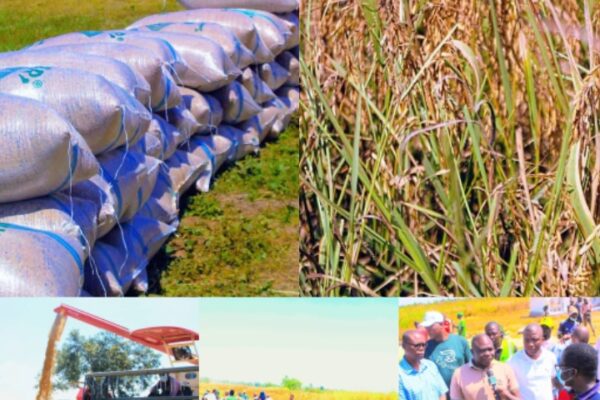 Nasarawa Assembly visits Jangwa Rice Farm, commends State Government's agricultural efforts as harvest begins