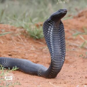 Spitting Cobra 